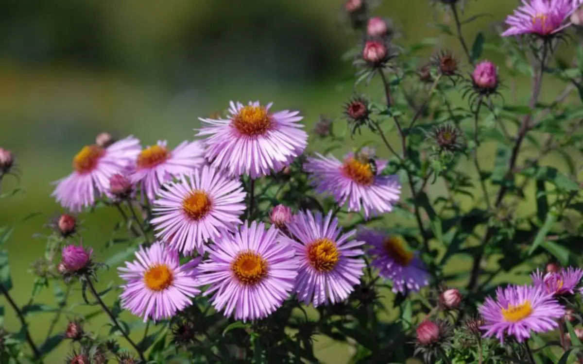 koennen astern sonne vertragen raublatt aster in rosa