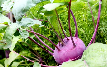 kohlrabi lagern richtig lila kohl im garten