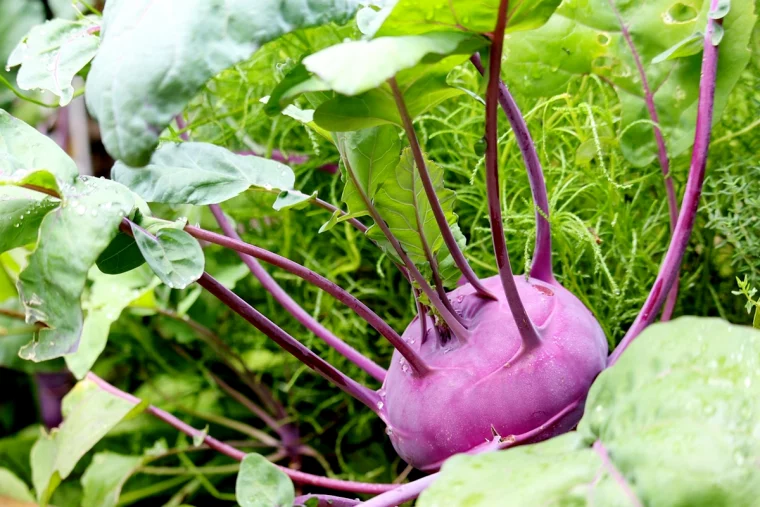 kohlrabi lagern richtig lila kohl im garten