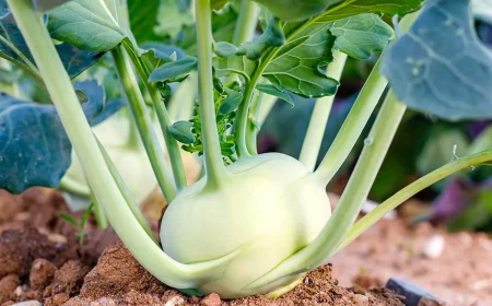 kohlrabi pflanzen und pflegen gesunde gemüsesorte voll vitaminen