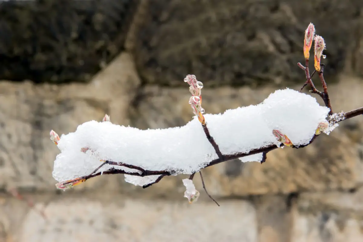 kupfer felsenbirne baum winterfest felsenbirne ast mit schnee bedeckt