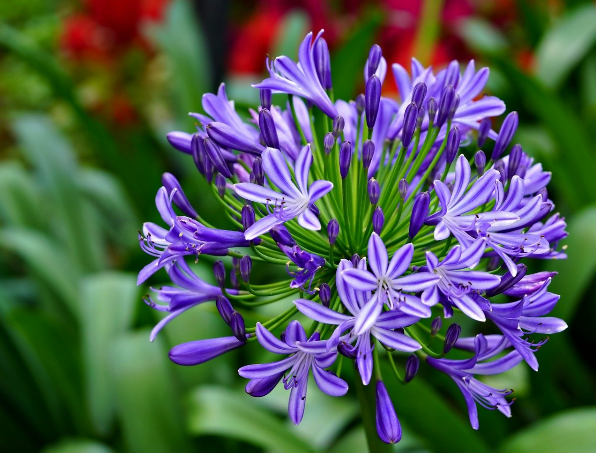 lila blume mit runden bluetenbueschel lilie