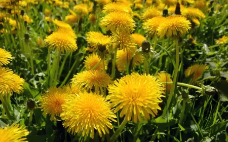 löwenzahn flecken entfernen saft aus stängeln pollen
