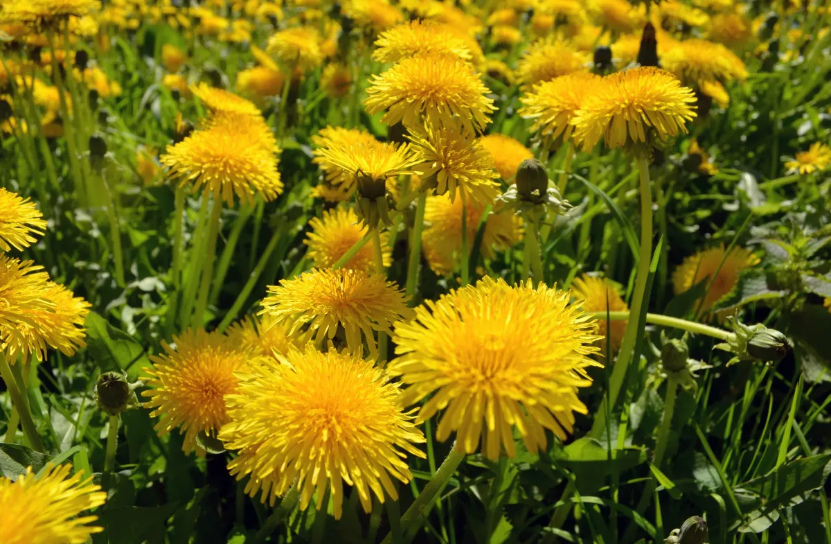 löwenzahn flecken entfernen saft aus stängeln pollen