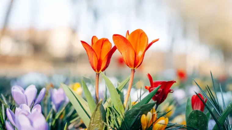 mehr ueber blumenzwiebeln im rasen einpflanzen