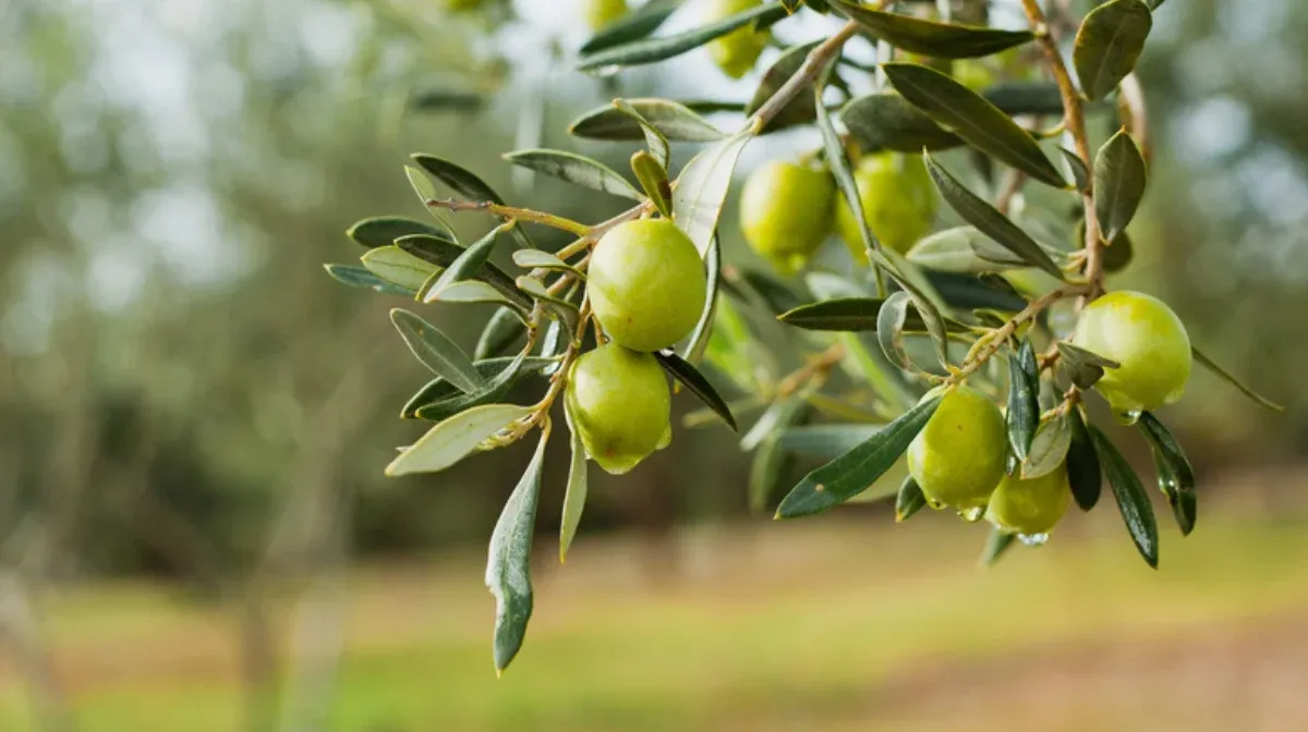 olivenbaum im garten pflegen prachtvolle krone
