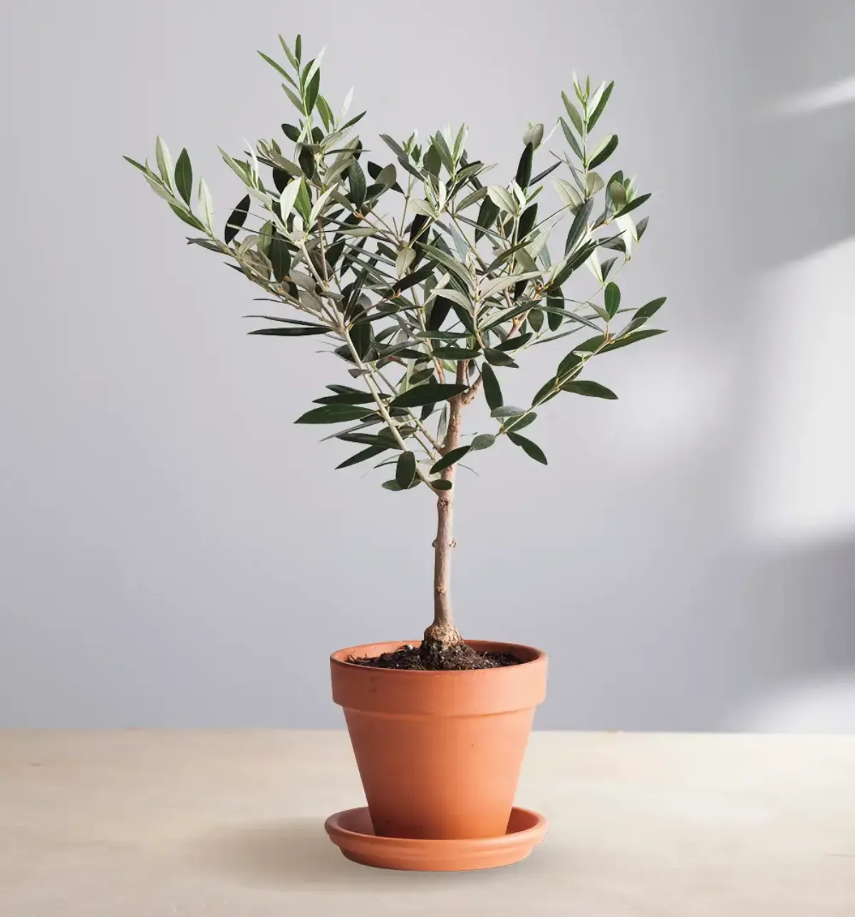 olivenbaum im winter pflegen welche schwierigkeiten bei überwinterung
