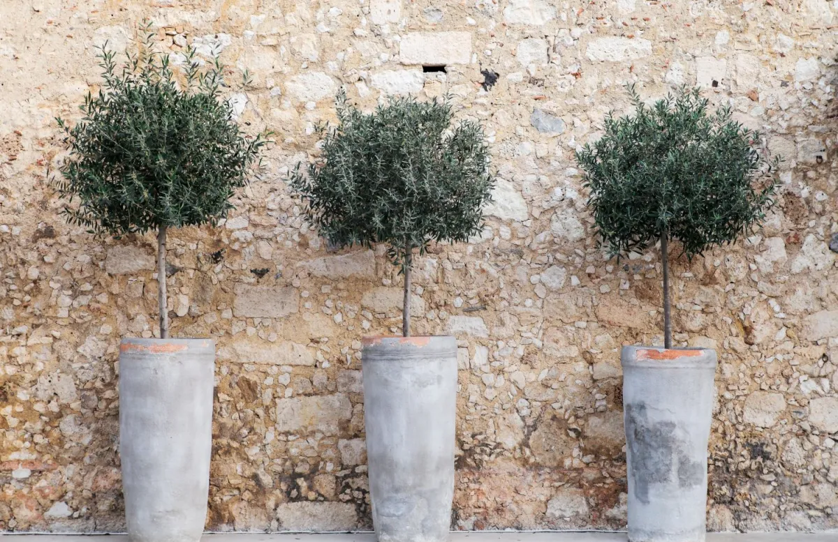 olivenbaum im winter richtig pflegen kleine immergrüne bäume