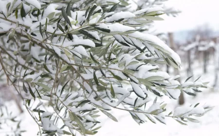 olivenbaum im winter teilweiser erhalt der krone ist ein großer erfolg