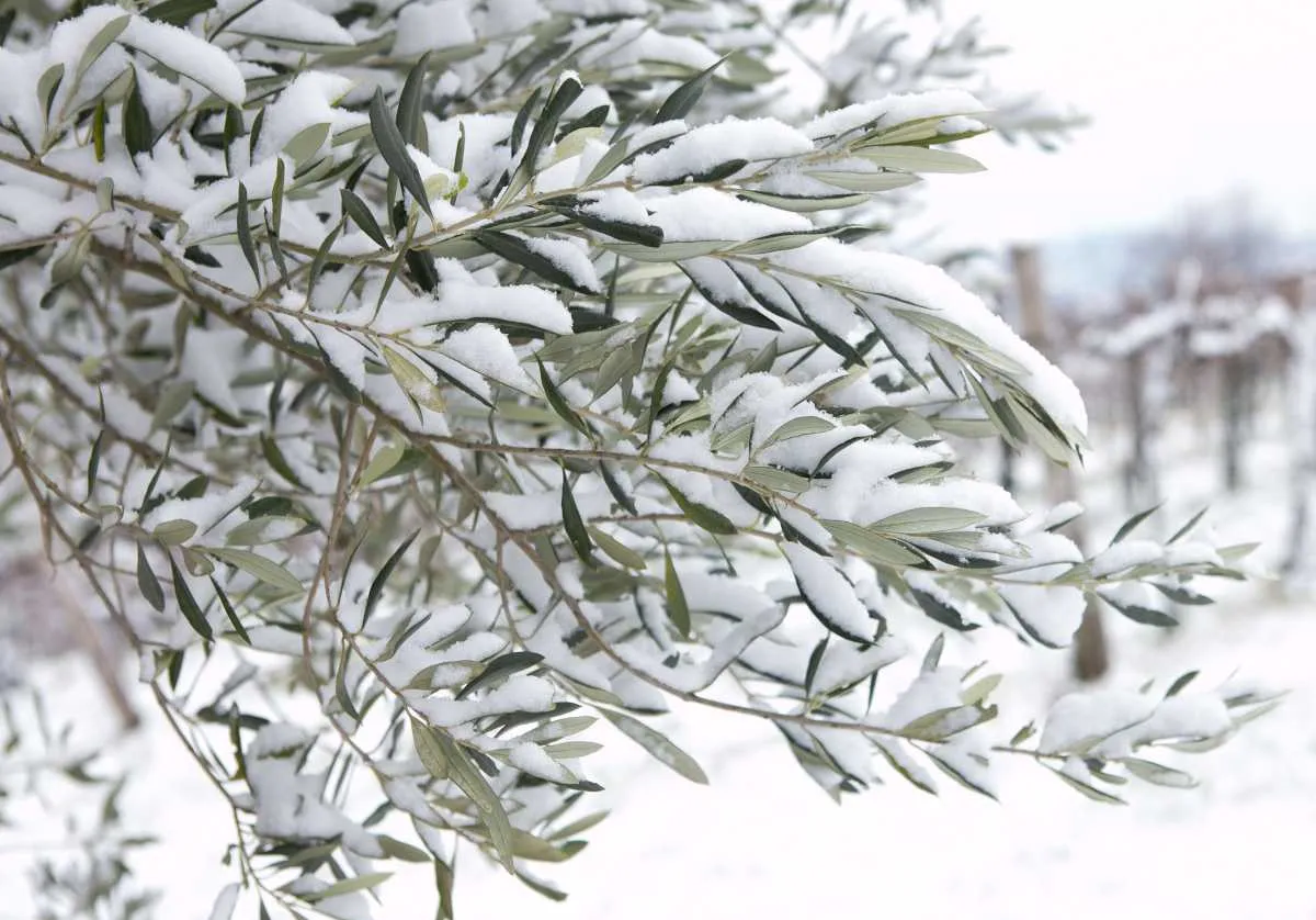 olivenbaum im winter teilweiser erhalt der krone ist ein großer erfolg