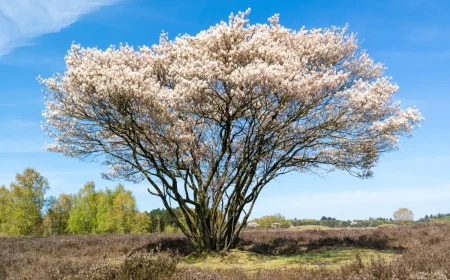 schirmform kupfer felsenbirne im sommer felsenbirne blueht in weiss