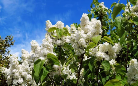 sommerflieder im herbst schneiden weisser flieder