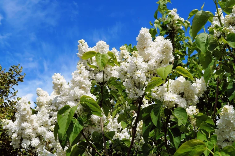 sommerflieder im herbst schneiden weisser flieder