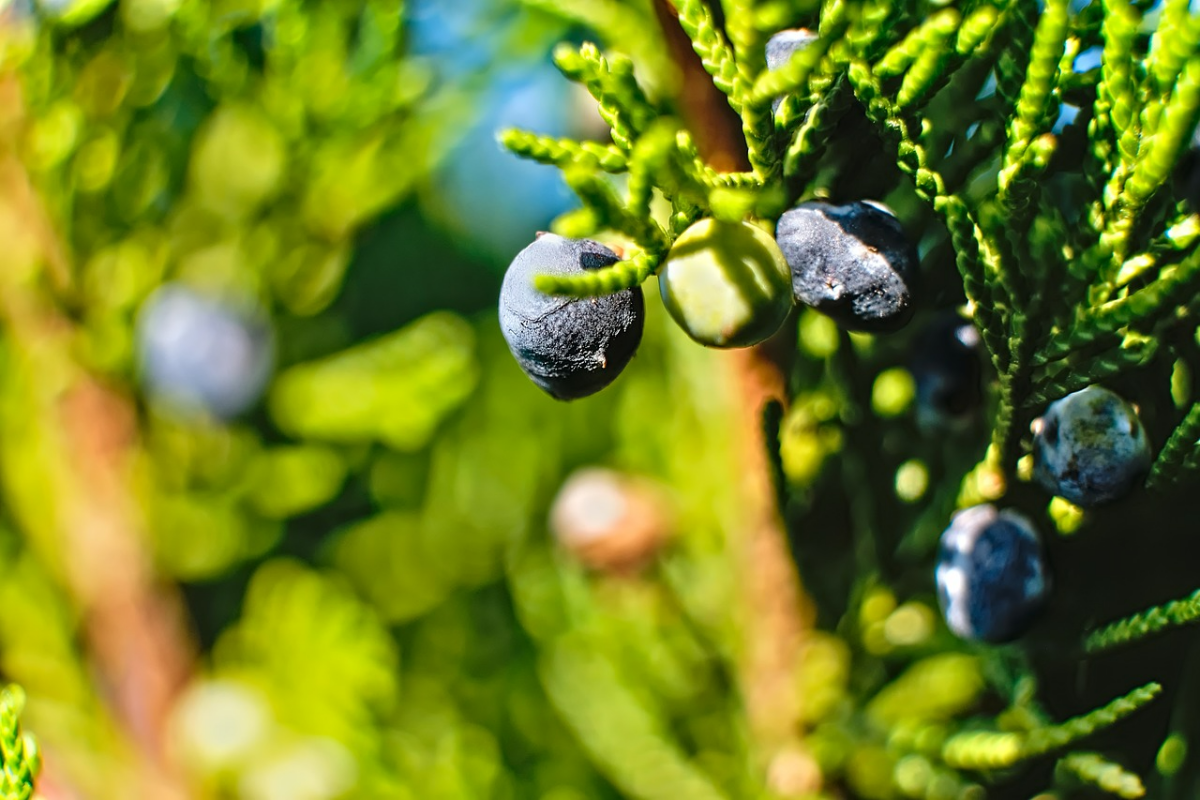 wacholderbeeren ernten und trockenen gesunde beeren am baum