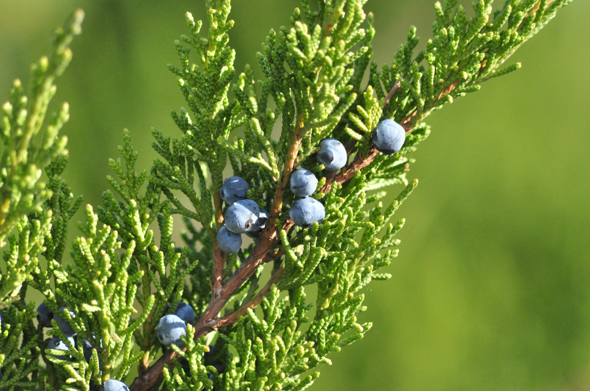 wacholderbeeren ernten wann ist der richtige zeitpunkt dafuer