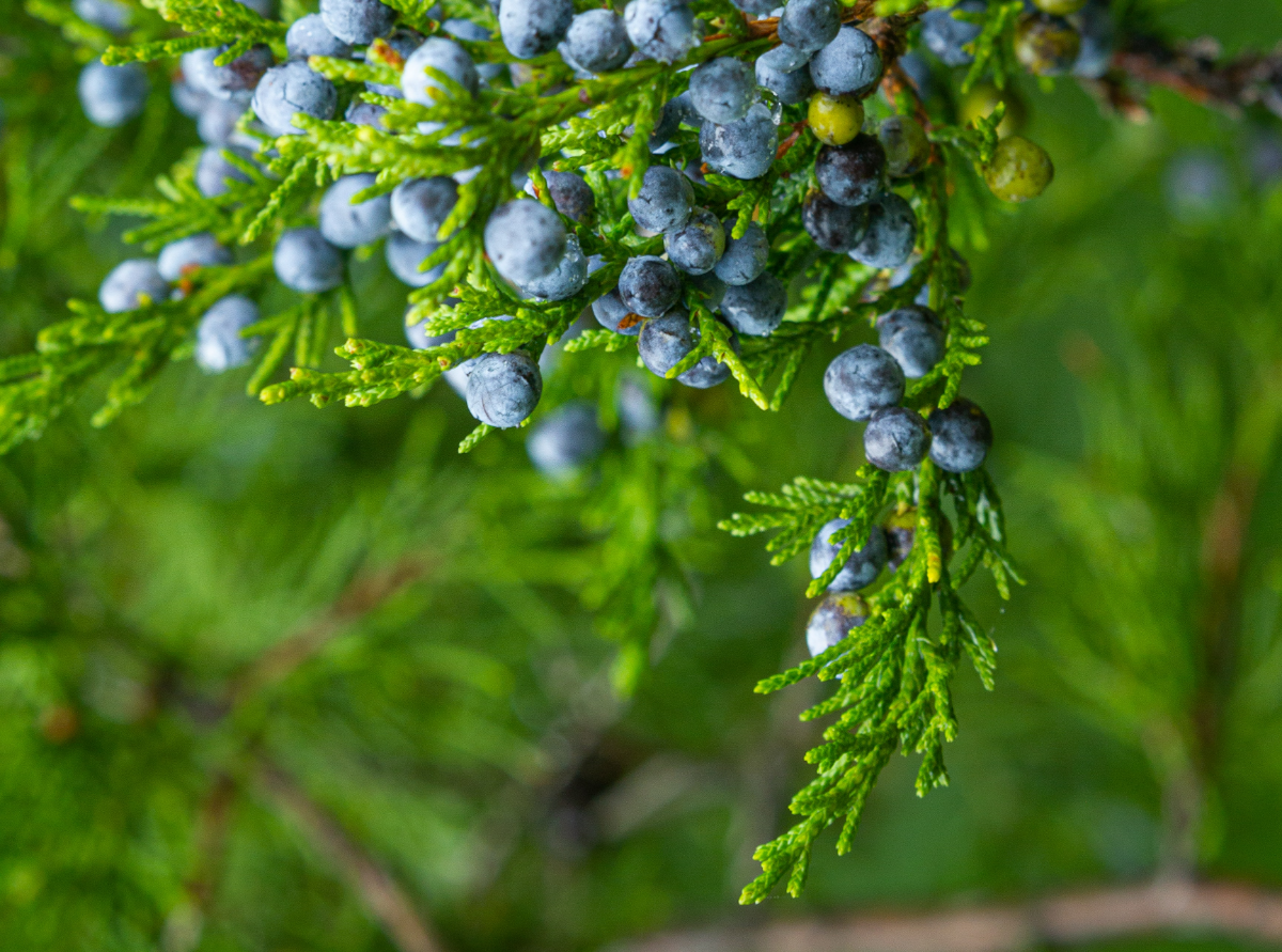 wacholderbeeren strauch mit vielen beeren wann ernten