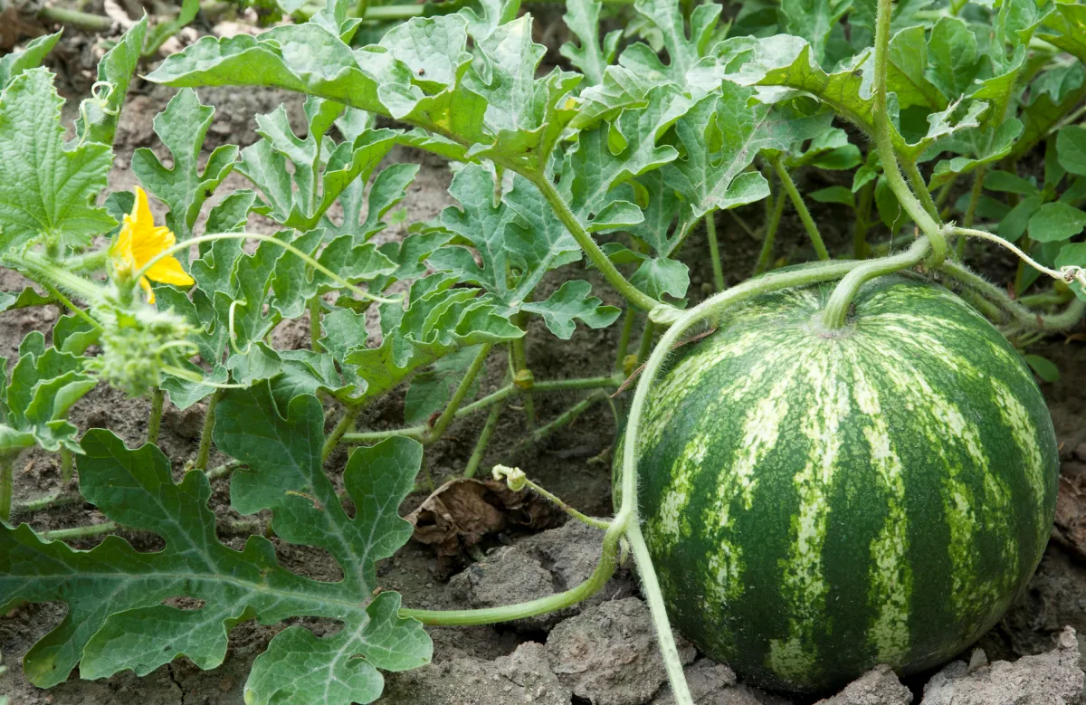 wann wassermelone in den boden pflanzen ratschläge