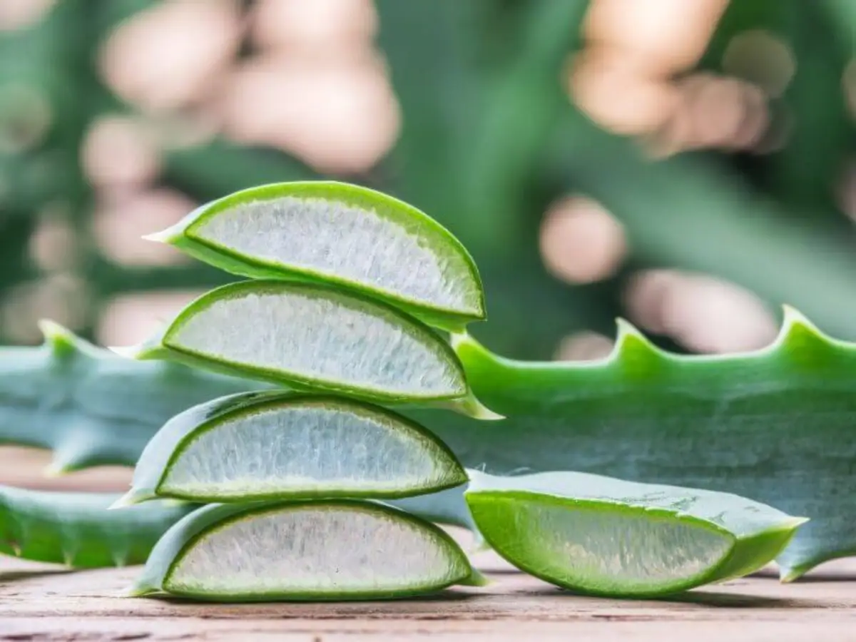 was darf man bei hautpilz nicht machen aloe vera gel gegen hautpilz