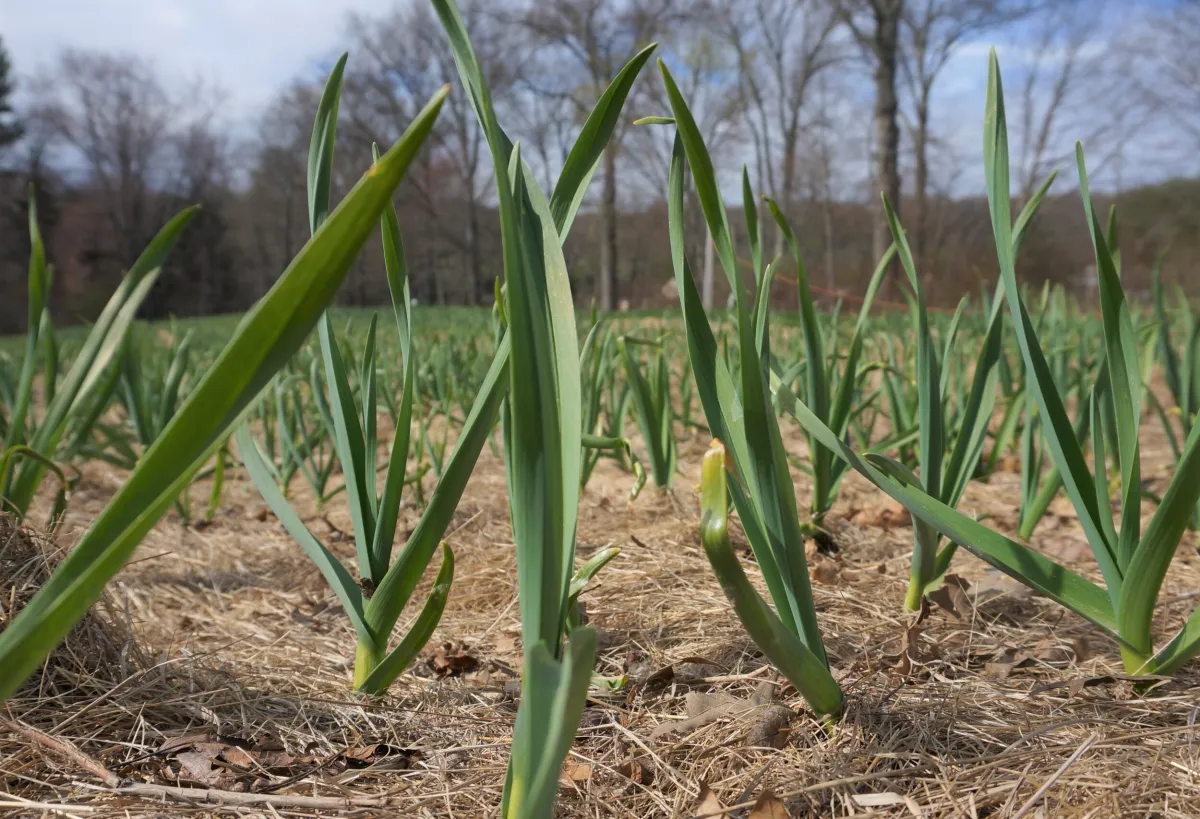 was kann man im oktober pflanzen garten im hersbt knoblauch