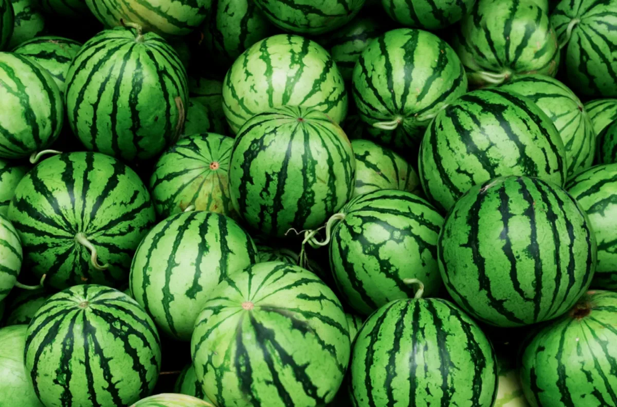 wassermelone pflanzen große süße wassermelonen im garten anbauen