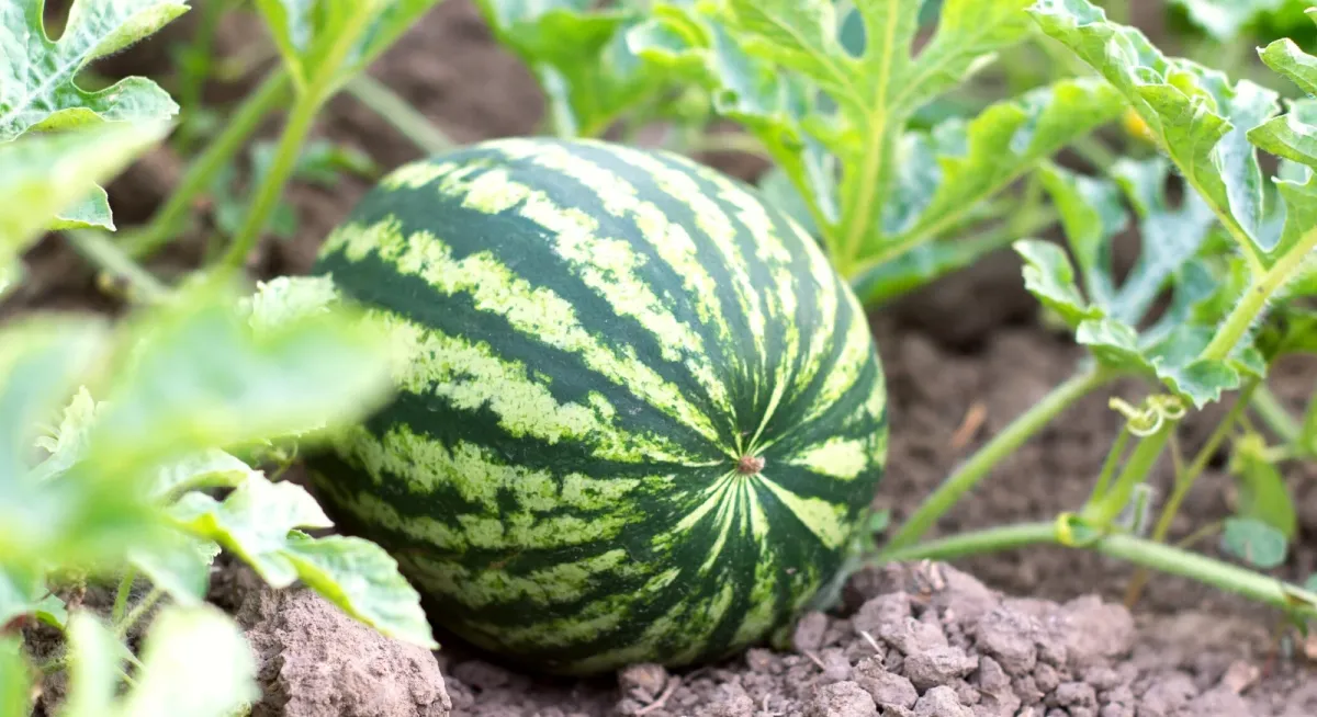 wassermelone pflanzen schritt für schritt