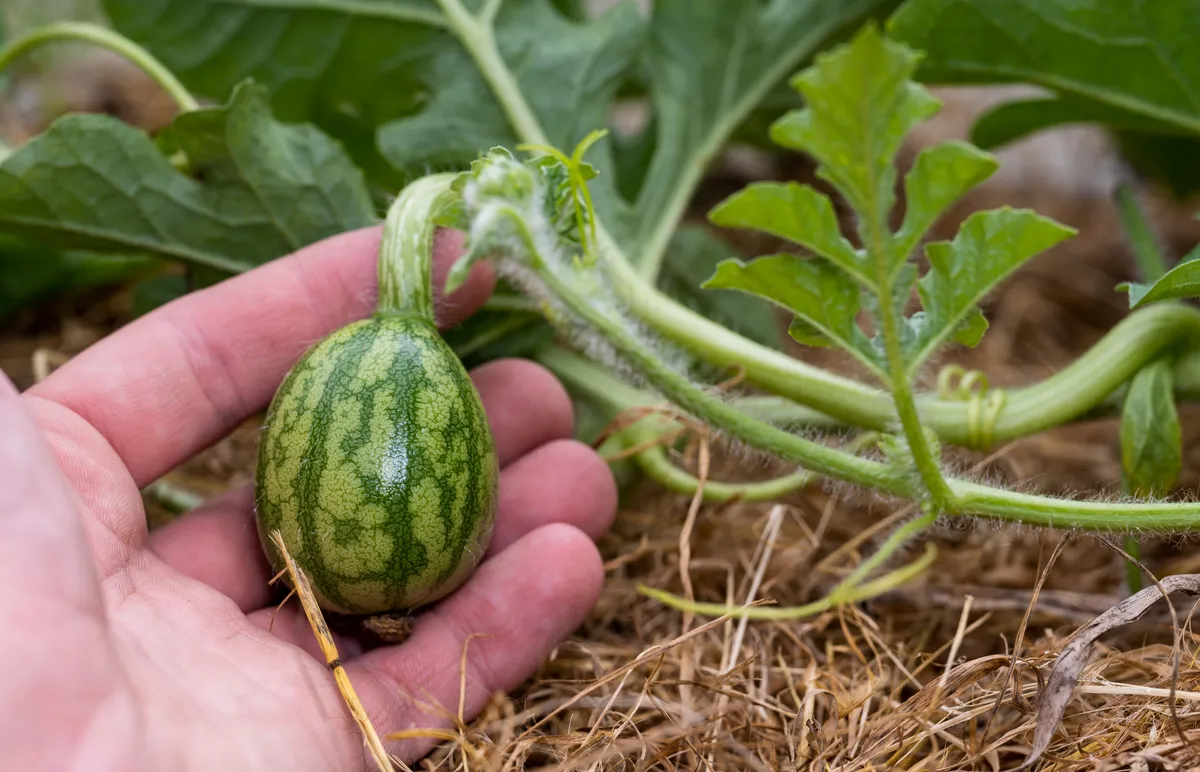 wassermelone pflanzen und pflegen was beachten