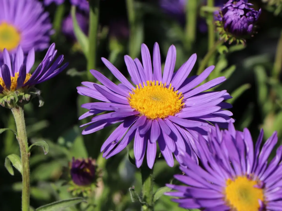 welche astern bluehen am laengsten alpenaster in violett blueht mai juni