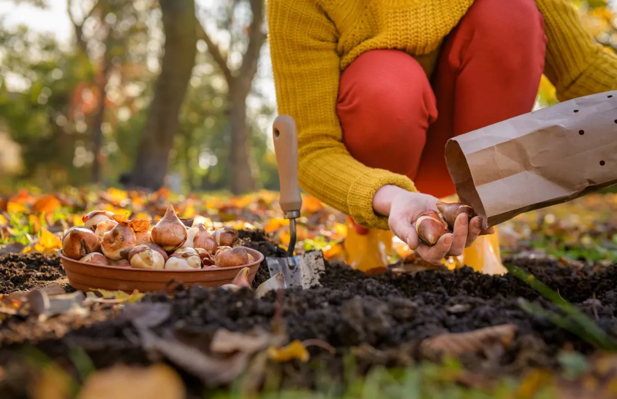 welche pflanzen nicht im herbst pflanzen arten herbstpflanzung vermeiden