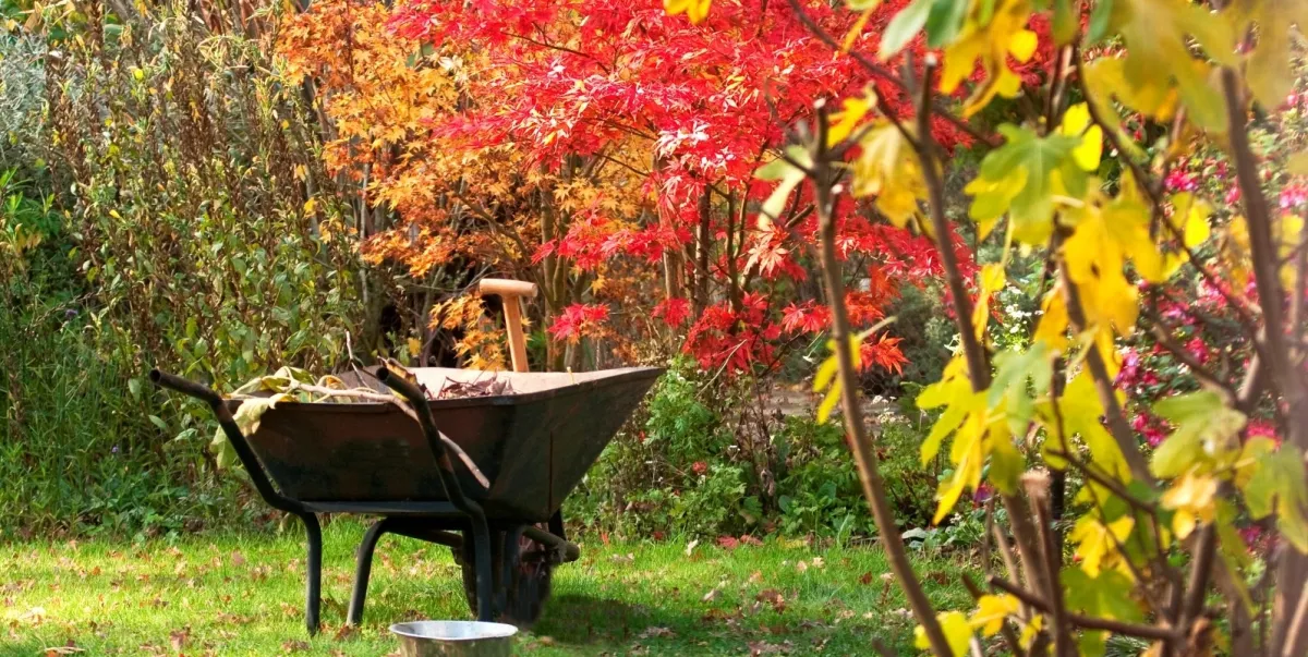 welche pflanzen nicht im herbst pflanzen gartenarbeit im herbst