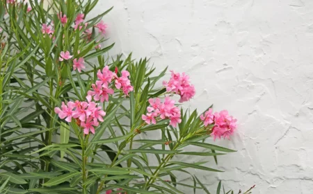 wie koennen sie oleander im herbst schneiden