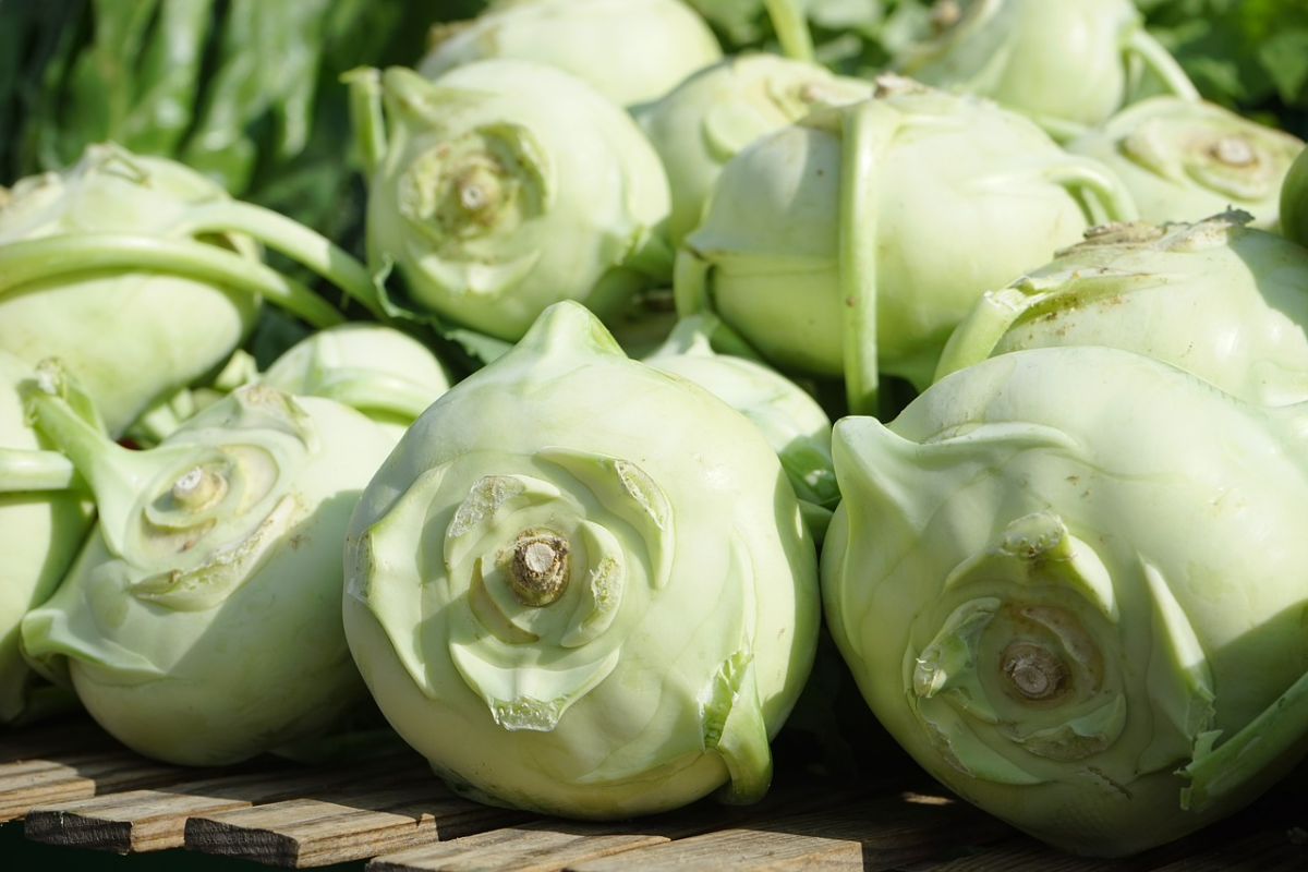 wie lagert man kohlrabi richtig brassica oleracea