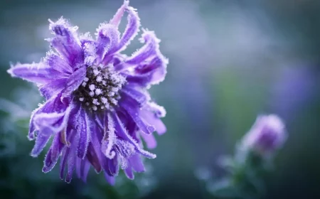 wie sieht eine winter aster aus lila winteraster mit frost