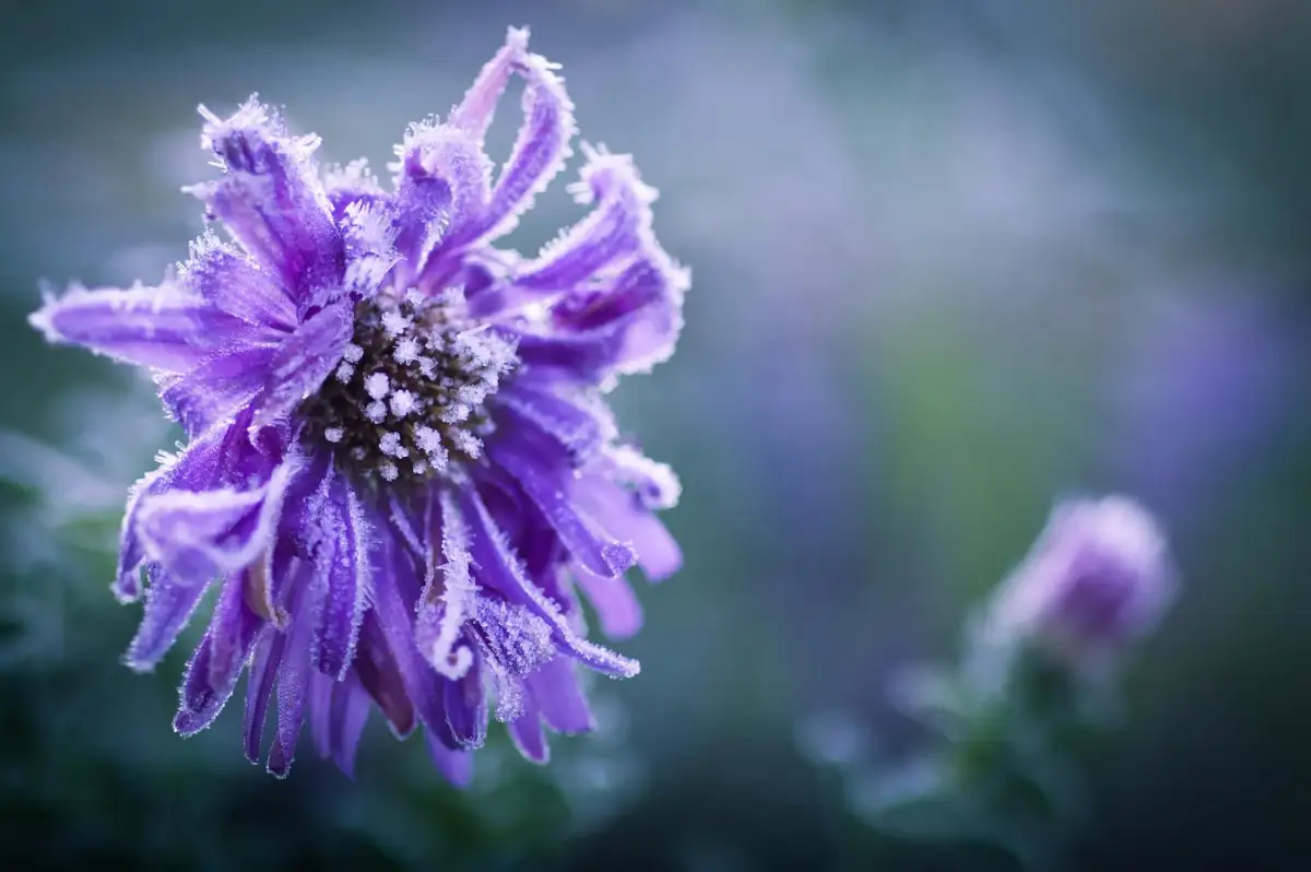 wie sieht eine winter aster aus lila winteraster mit frost