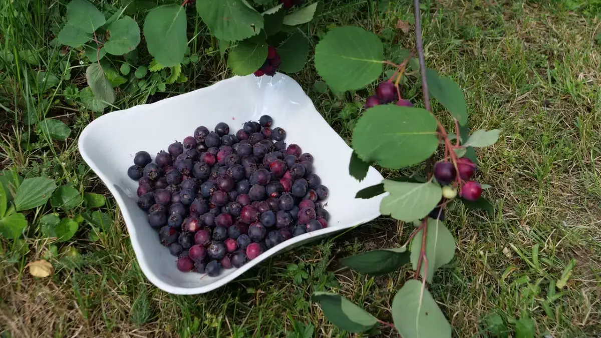 wie viele felsenbirnen darf man essen sind kupfer felsenbire fruechte essbar kleine schuessel mit frischen fruechten felsenbirnen