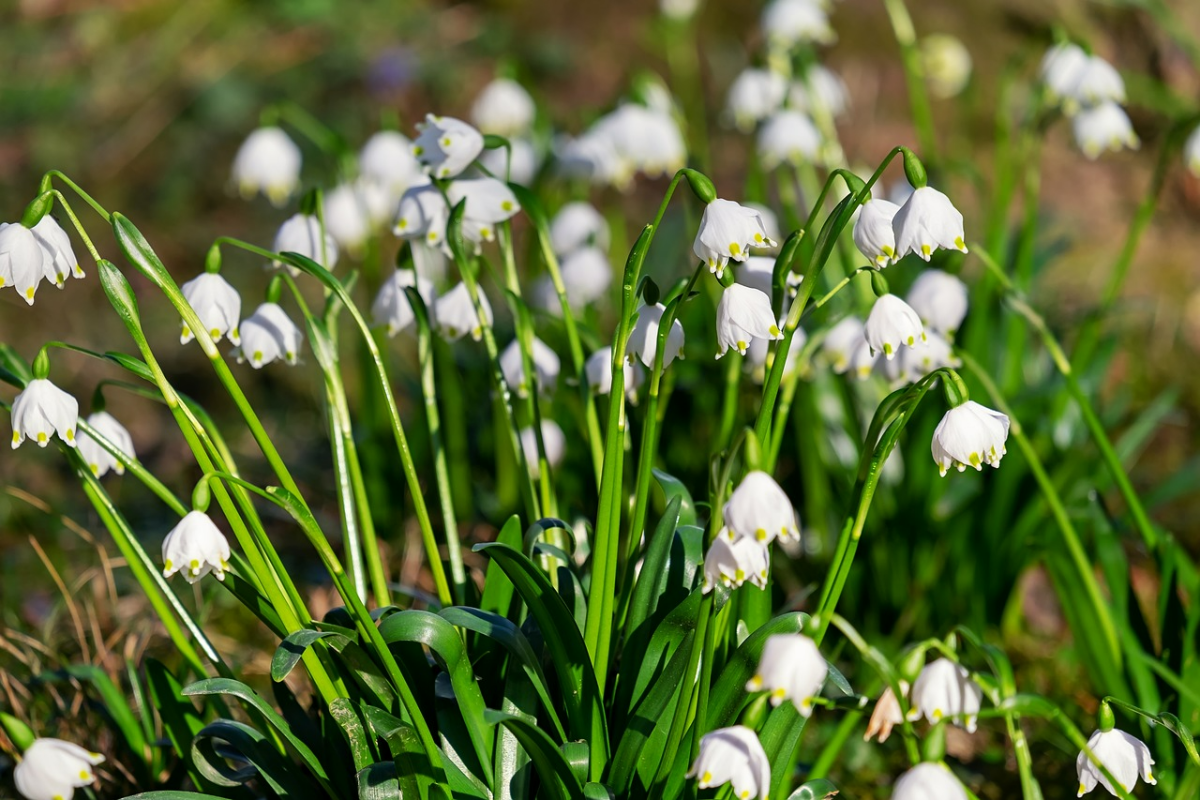 winterharte blumen schneegloeckchen im garten