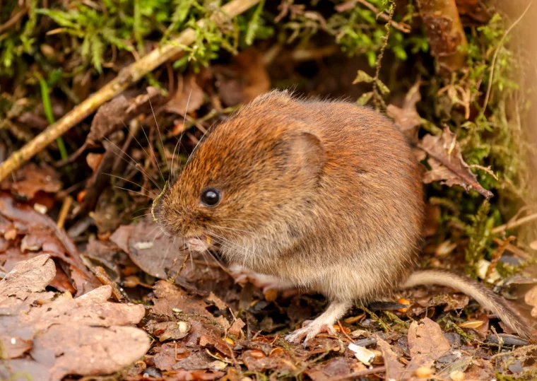 wuehlmaus vertreiben aus dem garten auf humane weise