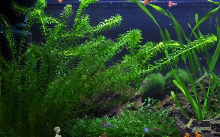egeria densa wasserpest im aquarium und wie zu pflegen
