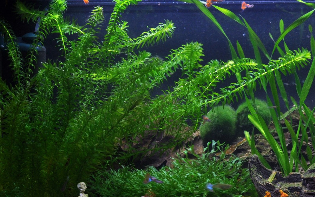 egeria densa wasserpest im aquarium und wie zu pflegen