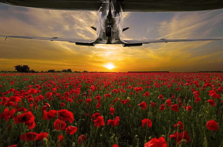 flugzeug über mohnblumenfeld
