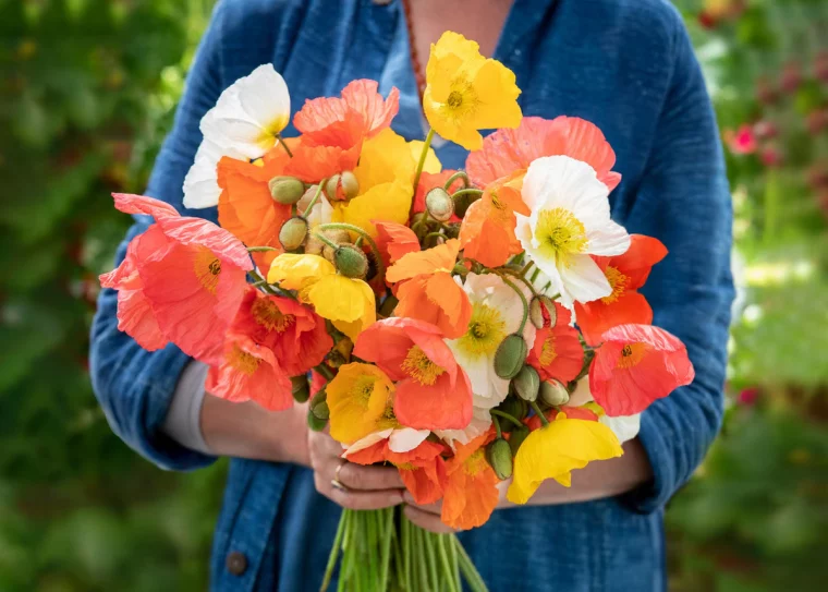 frau mit blauer kleidung hält blumenstrauß mit mohnblumen