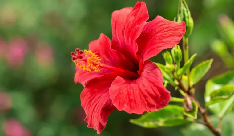 hibiskus pflanzen pflegen und tipps