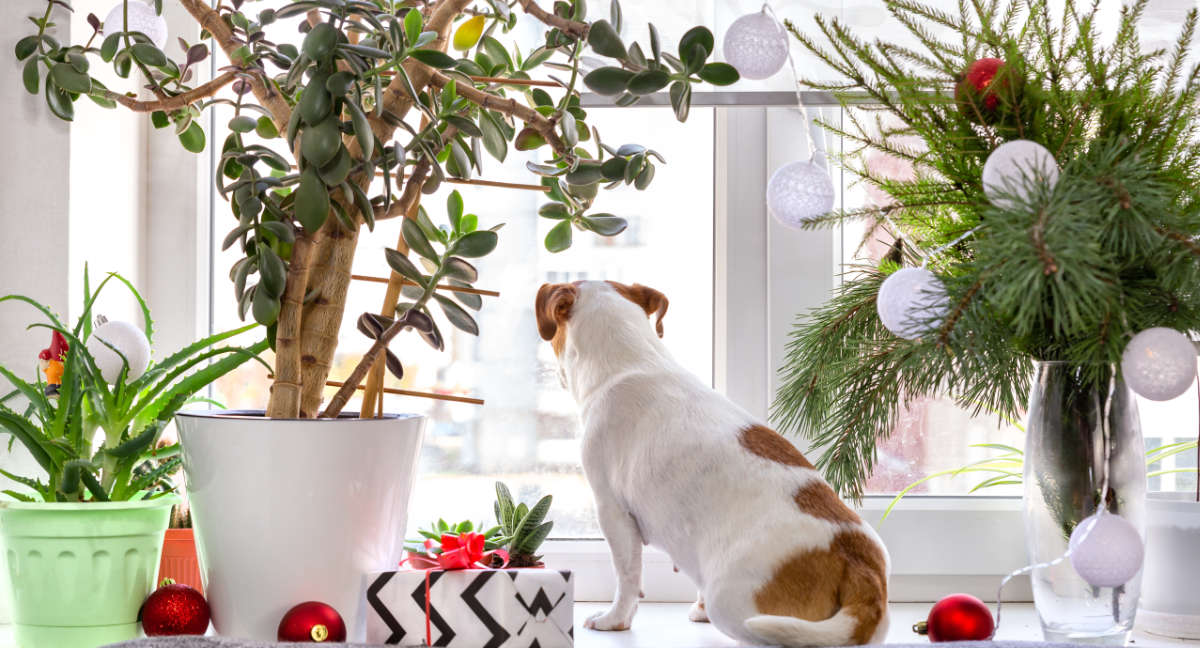 hund sitzt neben weihnachtlich geschmückten blumen