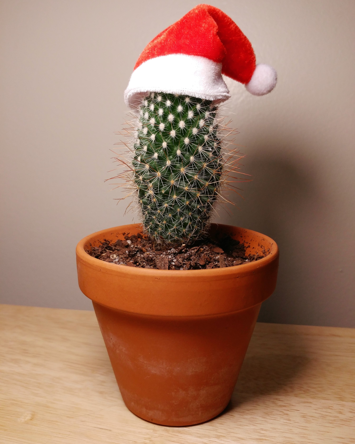 kaktus mit weihnachtsmannmütze