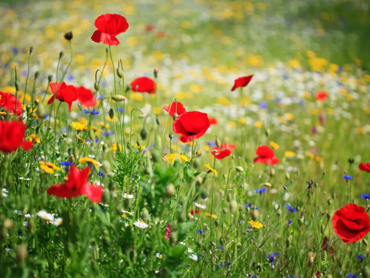 mohnblumen im garten neben anderen blumen
