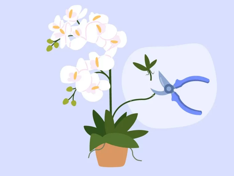 orchideen kindel vermehrung erfahren sie hier mehr