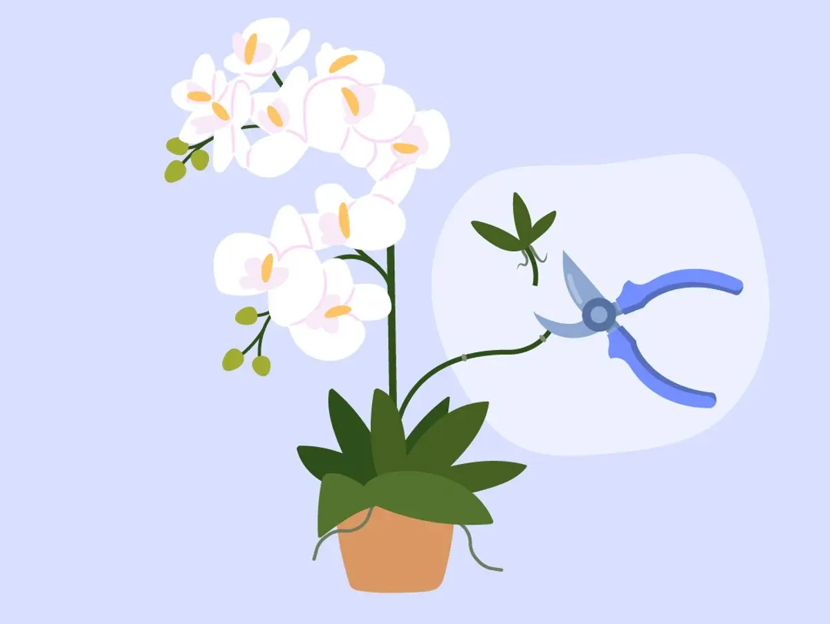 orchideen kindel vermehrung erfahren sie hier mehr