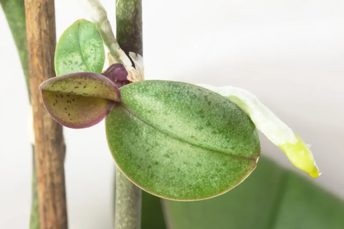 orchideen kindel vermehrung