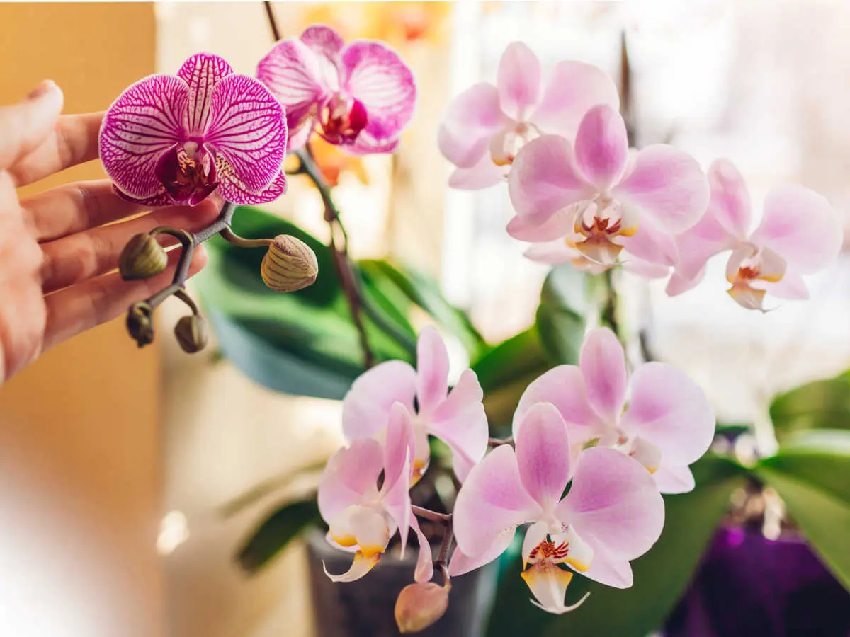 orchideen kindel vermehren