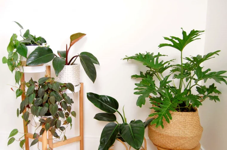 philodendron arten uebersicht und wie die pflanzenart bestimmen