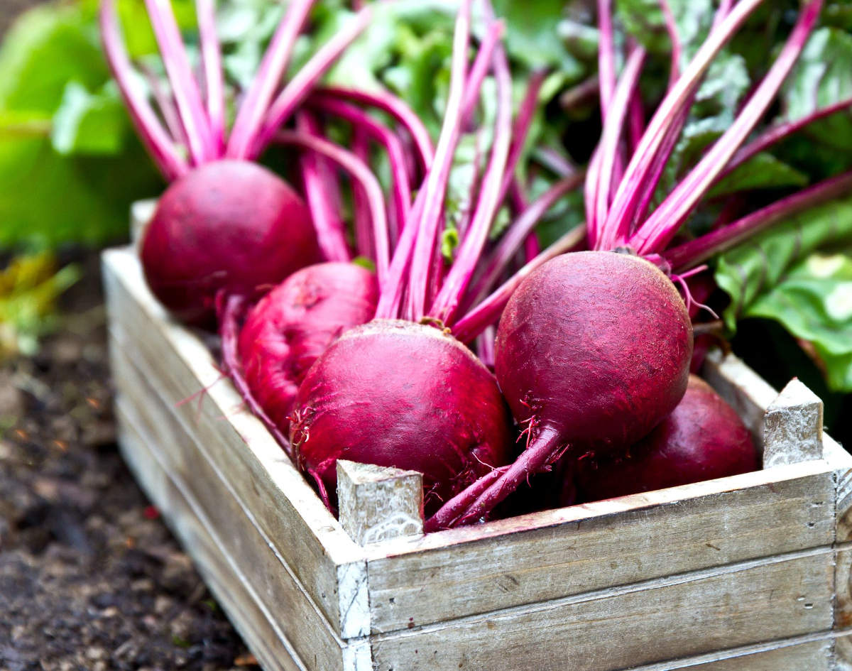 rote beete in holzkiste im schatten